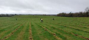 Native Tree Planting