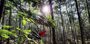Native Woodland Conservation in Ireland 2 Sunshine shining through a native Irish Woodland with Rowan Berries
