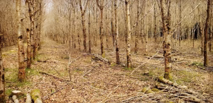 Woodland Improvement 2 View of a Recent Woodland Improvement Operation on Oak