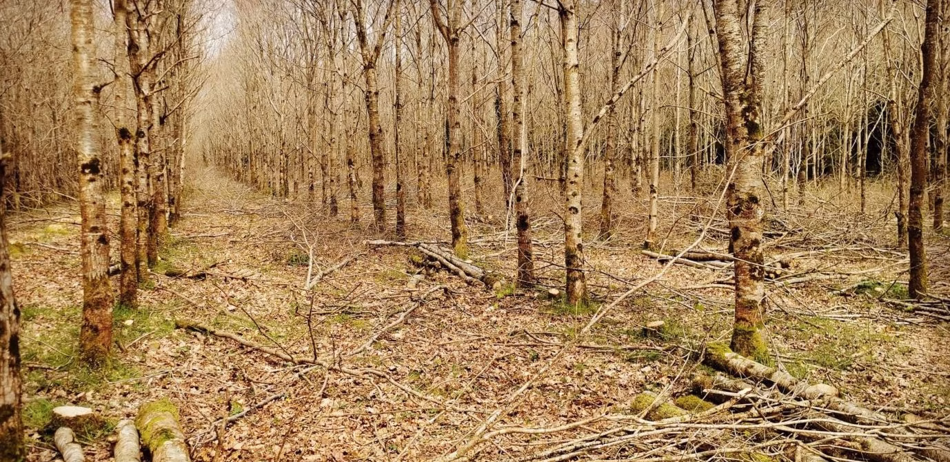 Home 21 View of a Recent Woodland Improvement Operation on Oak