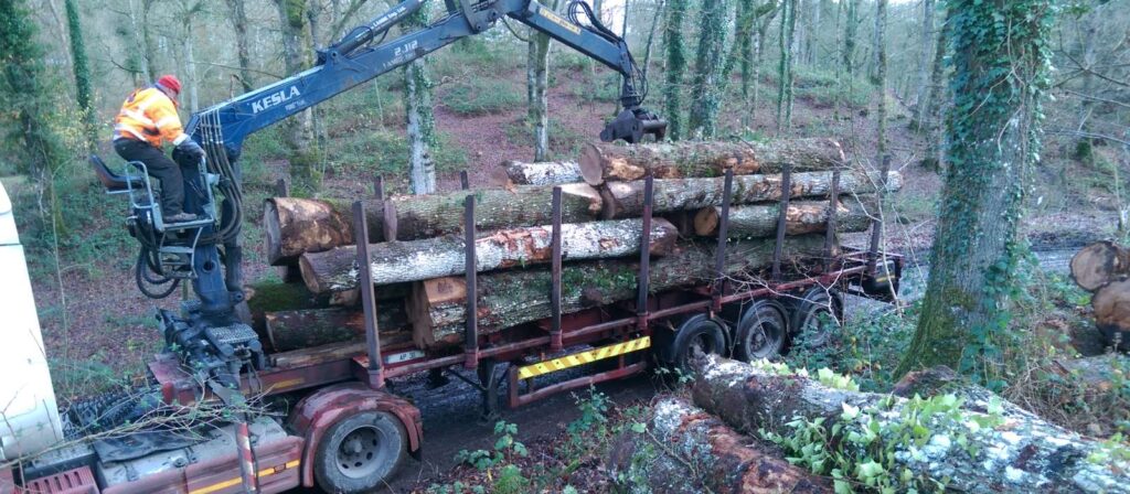 Beyond Trees (Part 3): The Reality of Forest Harvesting in Ireland 3 Loading harvested timber onto a lorry in an Irish woodland