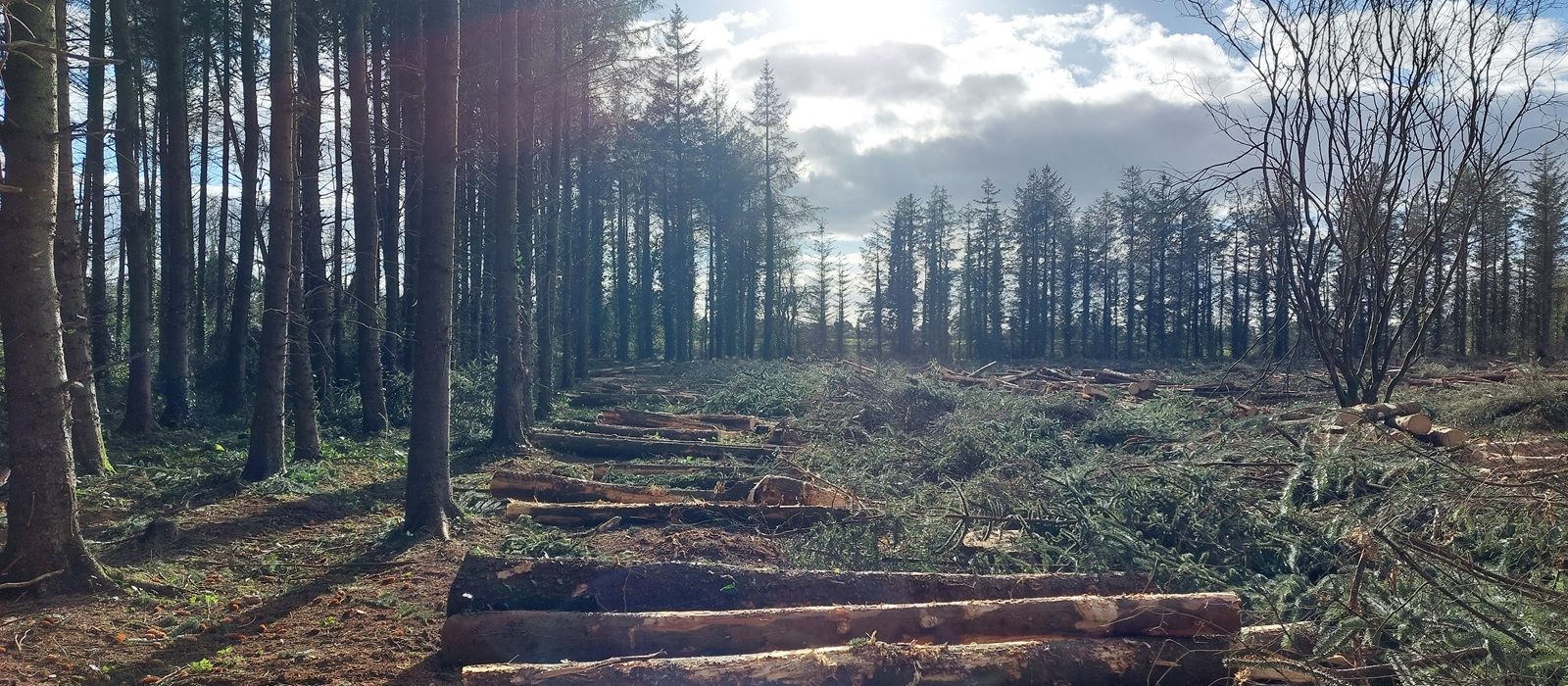 Home 25 Active clearfell harvesting in a managed Irish conifer forest with felled timber awaiting extraction.