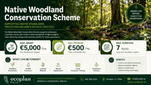 Native Woodland Conservation in Ireland 4 Native Woodland Conservation Scheme infographic showing grants, premiums and eligible woodland conservation works