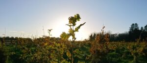 The History of Irish Forestry: From Ancient Roots to Modern Sustainability 3 Young native oak trees establishing in a newly planted Irish woodland