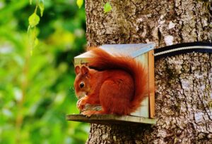 Wildlife and Habitat Management Ireland