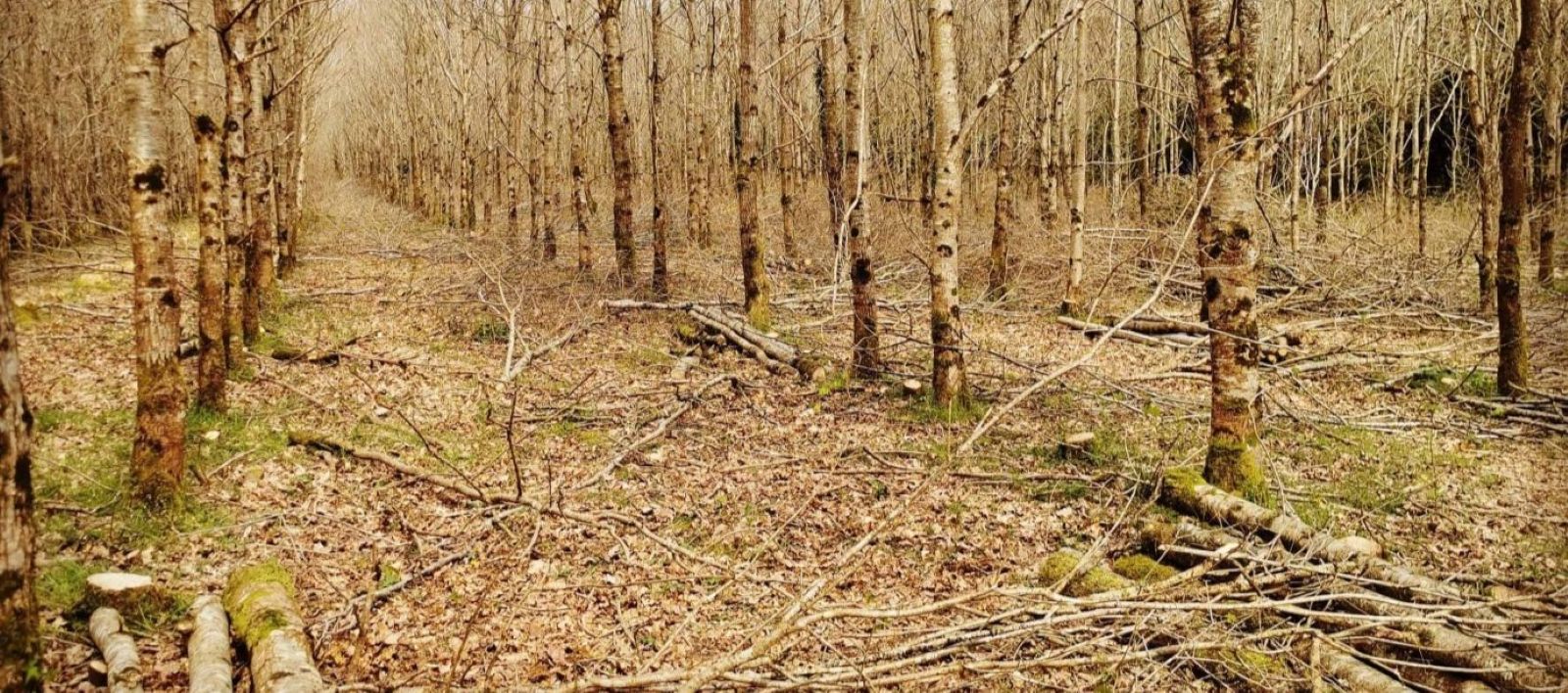 Home 24 Young woodland in Ireland after thinning and improvement works to improve structure and future growth